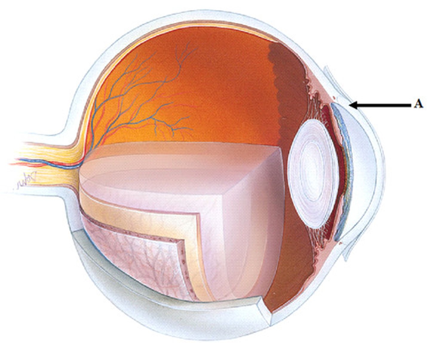 <p>Fibrous tunic layer > contains Sclera and cornea</p>