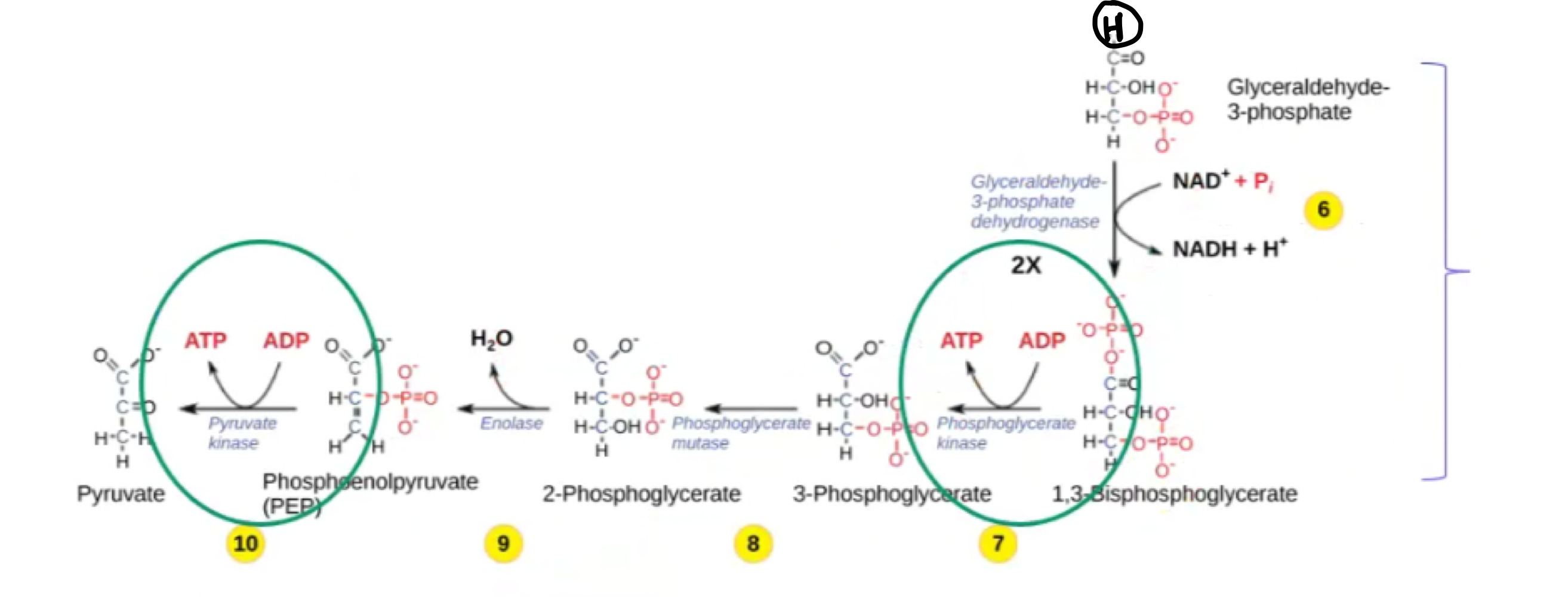 * The G3P is oxidized, and an NAD+ is reduced to yield NADH 
* 2 ATP molecules are produced by substrate level phosphorylation