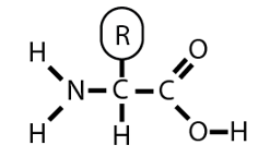 <p>R = anything else, is specific to the type of protein</p>