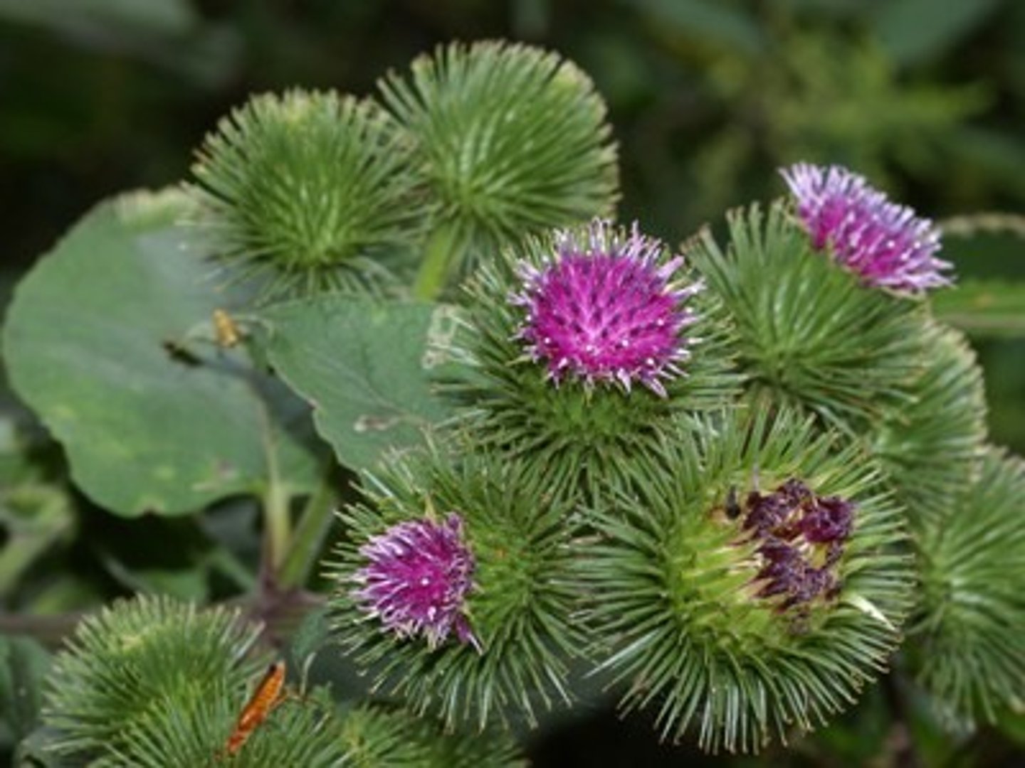 <p>burdock root</p><p>Part Used: root, seed, leaf</p><p>Actions: bitter*, alterative, diuretic, hypoglycemic</p><p>Indications: bitter stimulant for digestive bile secretion; improves appetite; skin conditions that result in dry and scaly patches like psoriasis, eczema and dandruff</p><p>SE: nausea</p><p>CI:</p><p>"ARcTIC plants are very bitter and help your skin"</p>