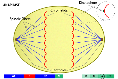 <p>It is the part of mitosis when chromatids separate and begin to move apart to opposite sides of the cell.</p>