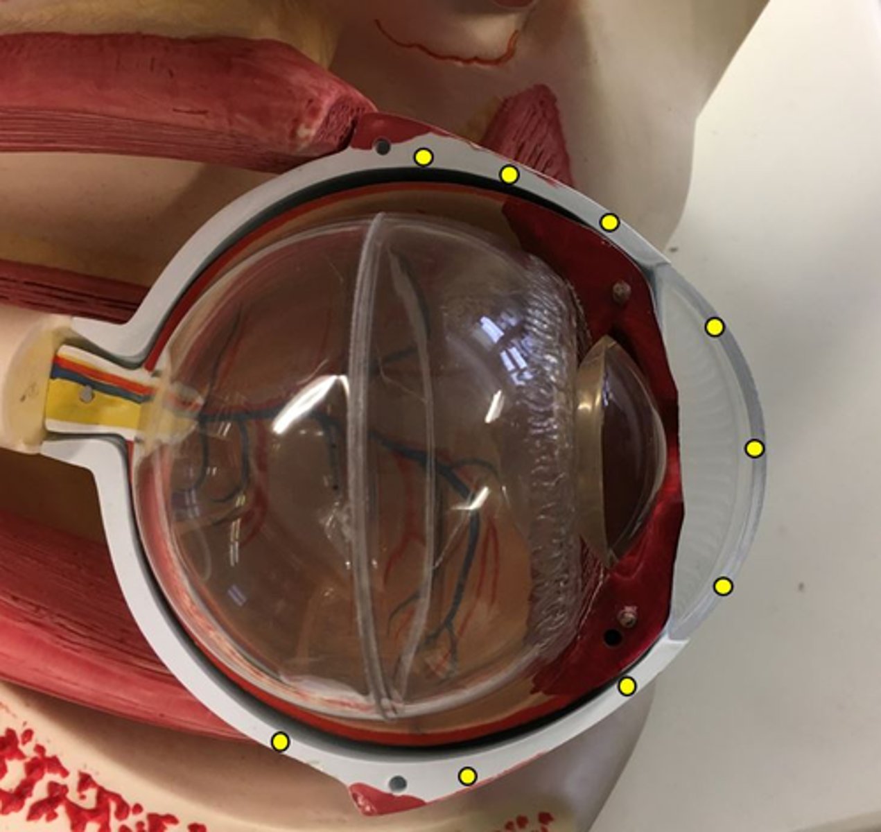<p>the cornea and sclera together</p><p>Name this layer</p>