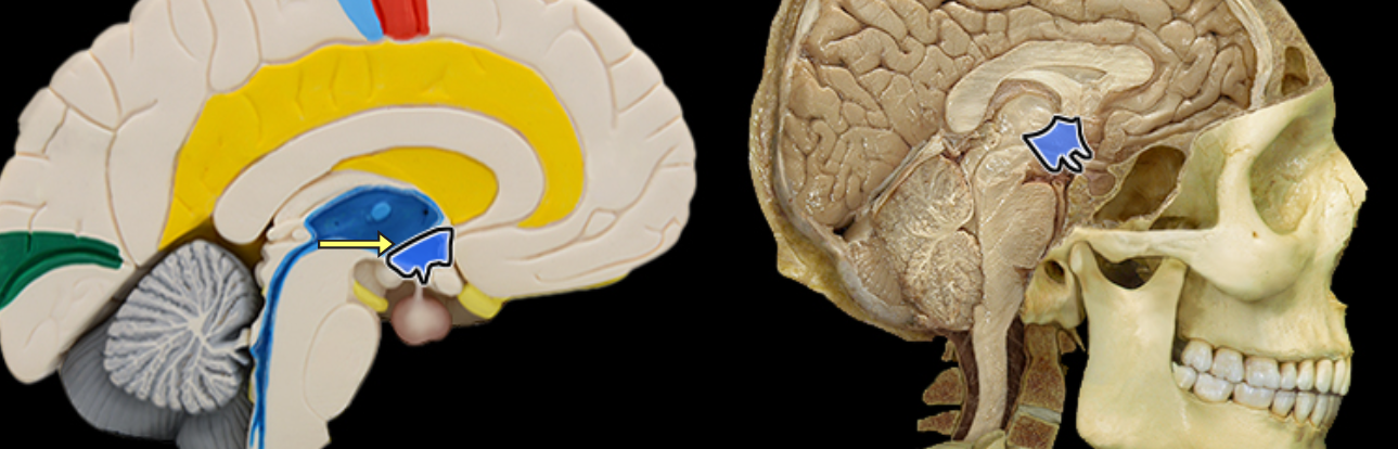 <p>Hypothalamus</p>