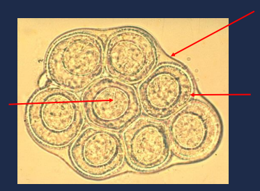 State the name of the upper right portion of the picture.