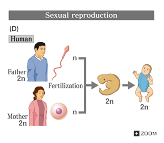 <p><span>2 parents give rise to progeny</span></p><p><span>Each passes on half of its DNA</span></p><p><span>Progeny have a unique combination of DNA</span></p><p><span>Greater genetic variation in the resulting population</span></p>