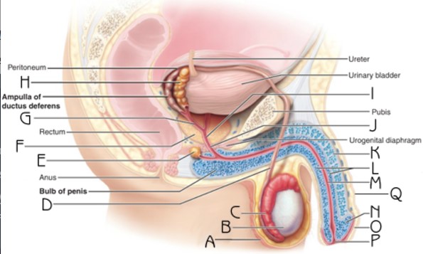 <p>What structure is indicated by B</p>