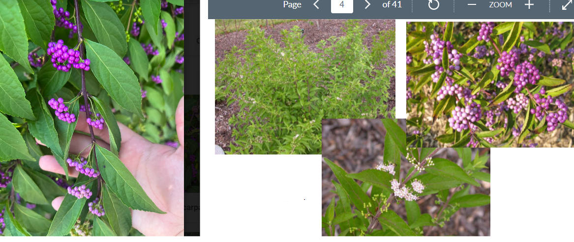 -leaves narrower
-berries more evenly spread, hang down from stem