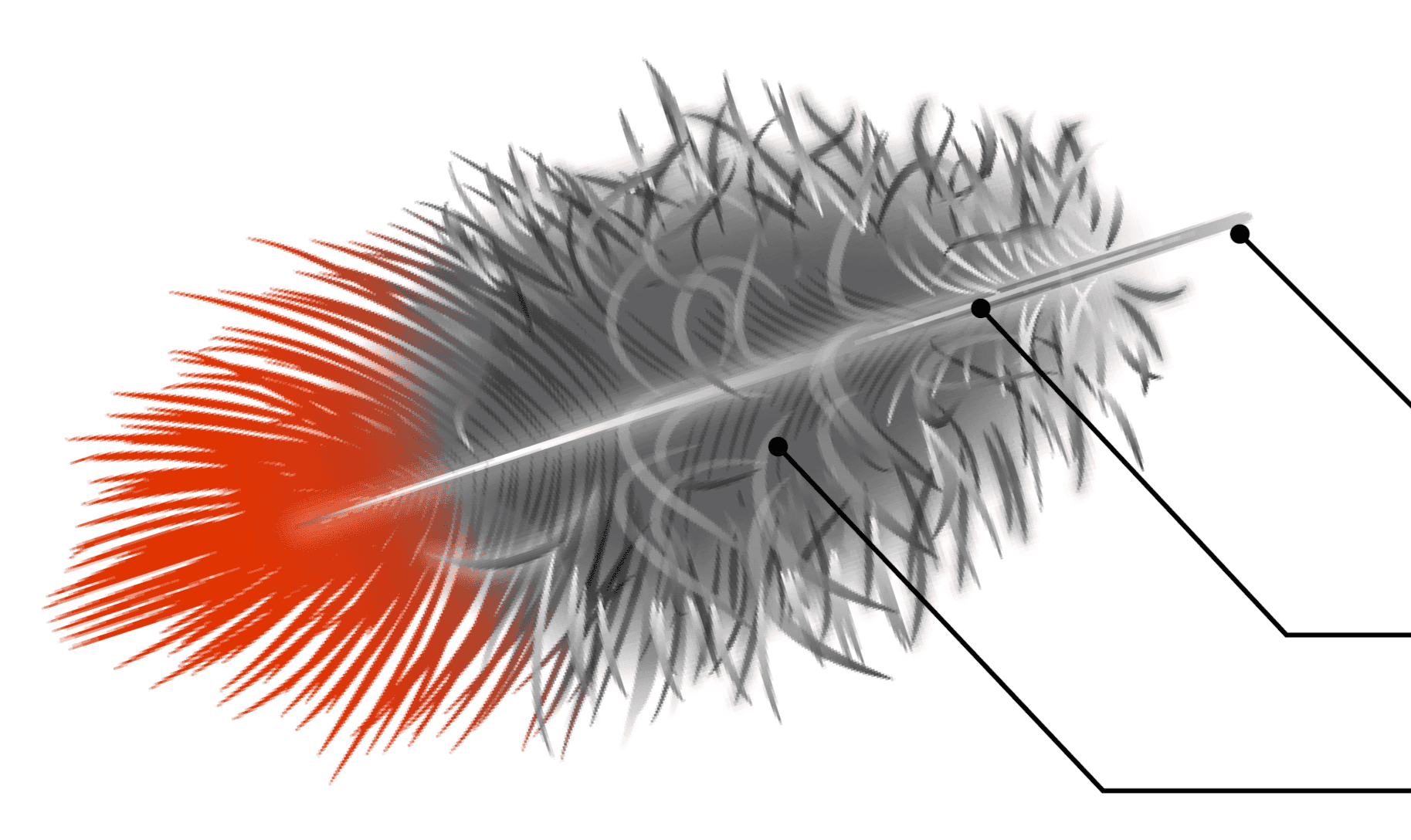 <p>what are the three structures pointed out in this feather?</p>