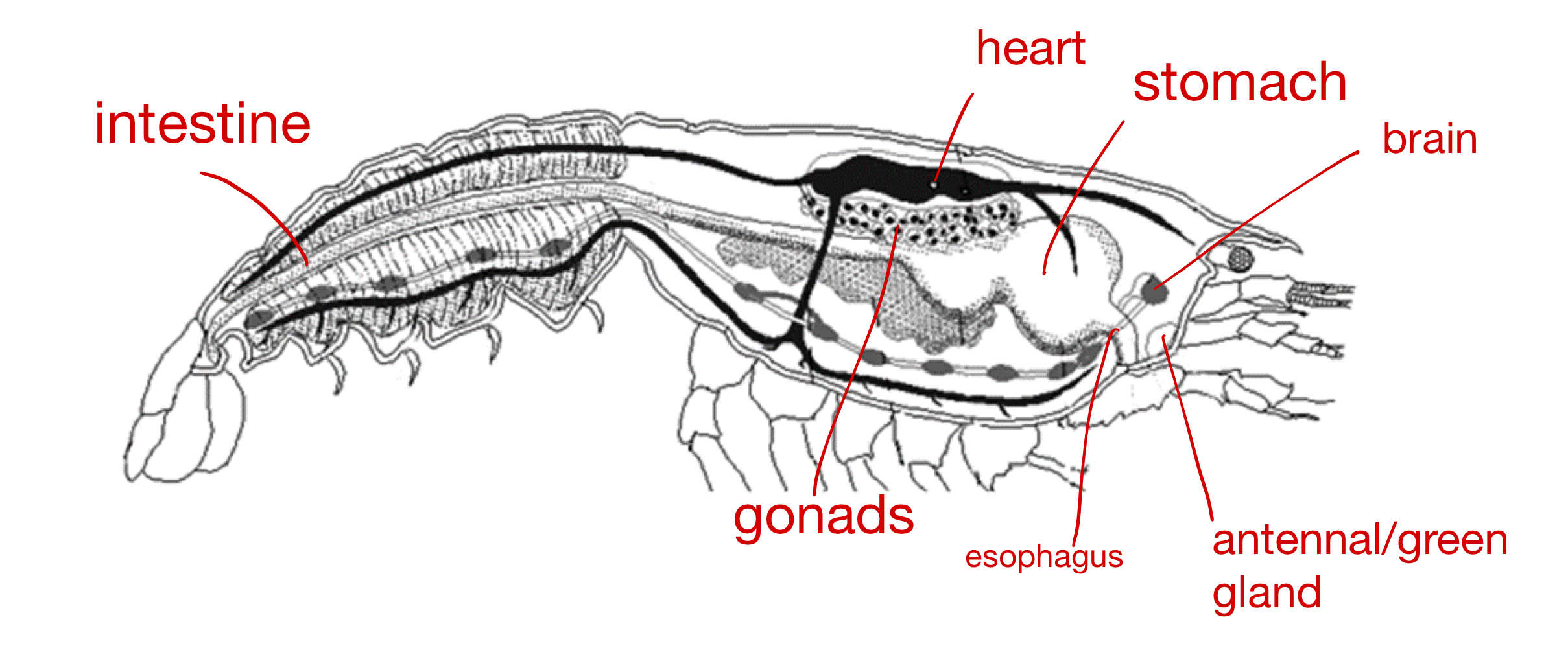 <p>Grouping: Protostome</p><p>Grouping: Ecdysozoa</p><p>Phylum: Arthropoda</p><p>Subphylum: Crustacea</p><p>Class: Malacostraca</p><p>Order: Decapoda</p>