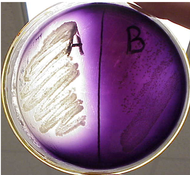 <p><span style="font-family: "Times New Roman";"><strong><span>Starch Hydrolysis Test</span></strong></span></p>