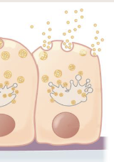 <p>Merocrine glands</p>