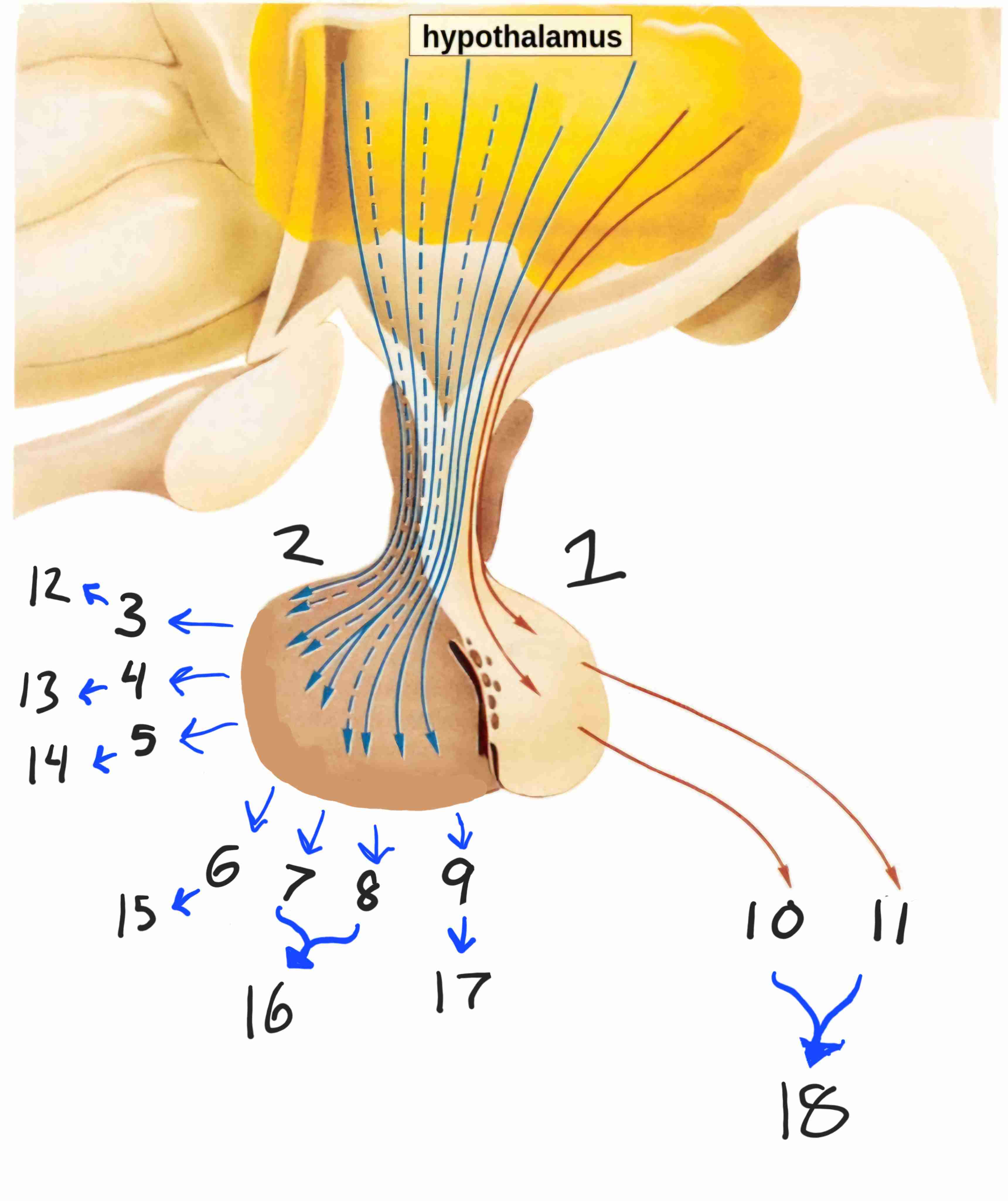 <p>What does the Antidiuretic hormone (ADH) &amp; Oxytocin hormone target? (#18)</p>