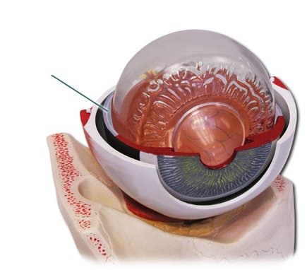 <p>part of CNS where vision stimulus detector units and initial receiving centers are located; where light energy is turned into neural activity</p>