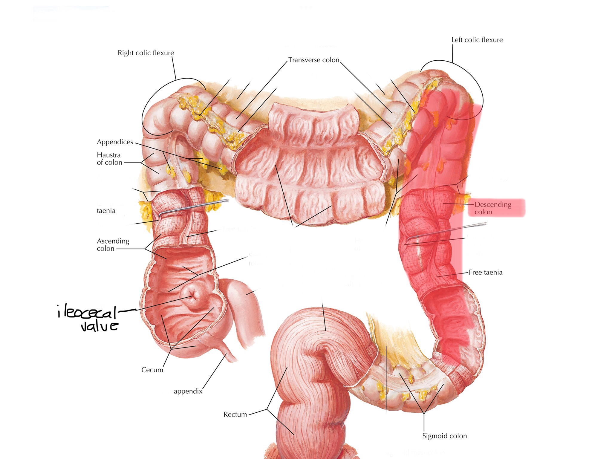 knowt flashcard image