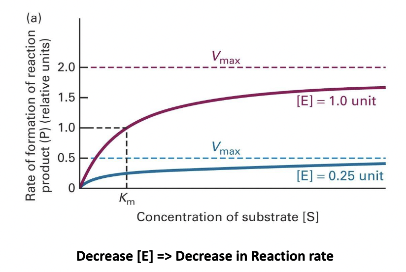 * Changing the concentration of the enzyme has changed the Vmax.  
  * With one-quarter as many enzymes, there are one-quarter as many substrate‐binding sites. 
  * The Vmax is limited by the number of available substrate‐binding sites. 
  * Separate calculations of Km for the two reactions produce the same Km. 
  * The amount of enzyme present has not changed the affinity of the substrate-binding site.