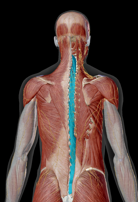 <p>ligging:</p><ul><li><p>opp. van mm. rotatores</p></li><li><p>lumbaal bedekt door: m. rector spinae</p></li><li><p>thoracaal bedekt door: m. semispinalis</p></li></ul><p></p>