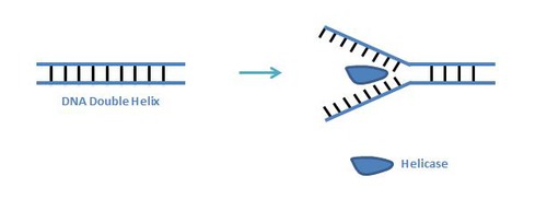 enzyme that unwinds and unzips the DNA helix breaking the hydrogen bonds between complementary base pairs