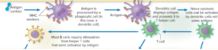 <ul><li><p>antigen makes contact with MHC markers</p></li><li><p>antigen is processed by a phagocytic cell</p></li><li><p>phagocytic cell displays antigen and presents it to T helper cell</p></li><li><p>B cells are stimulated by helper T cells activated by antigen</p></li></ul>