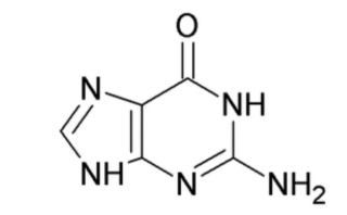<p>What nitrogenous base is this?</p>