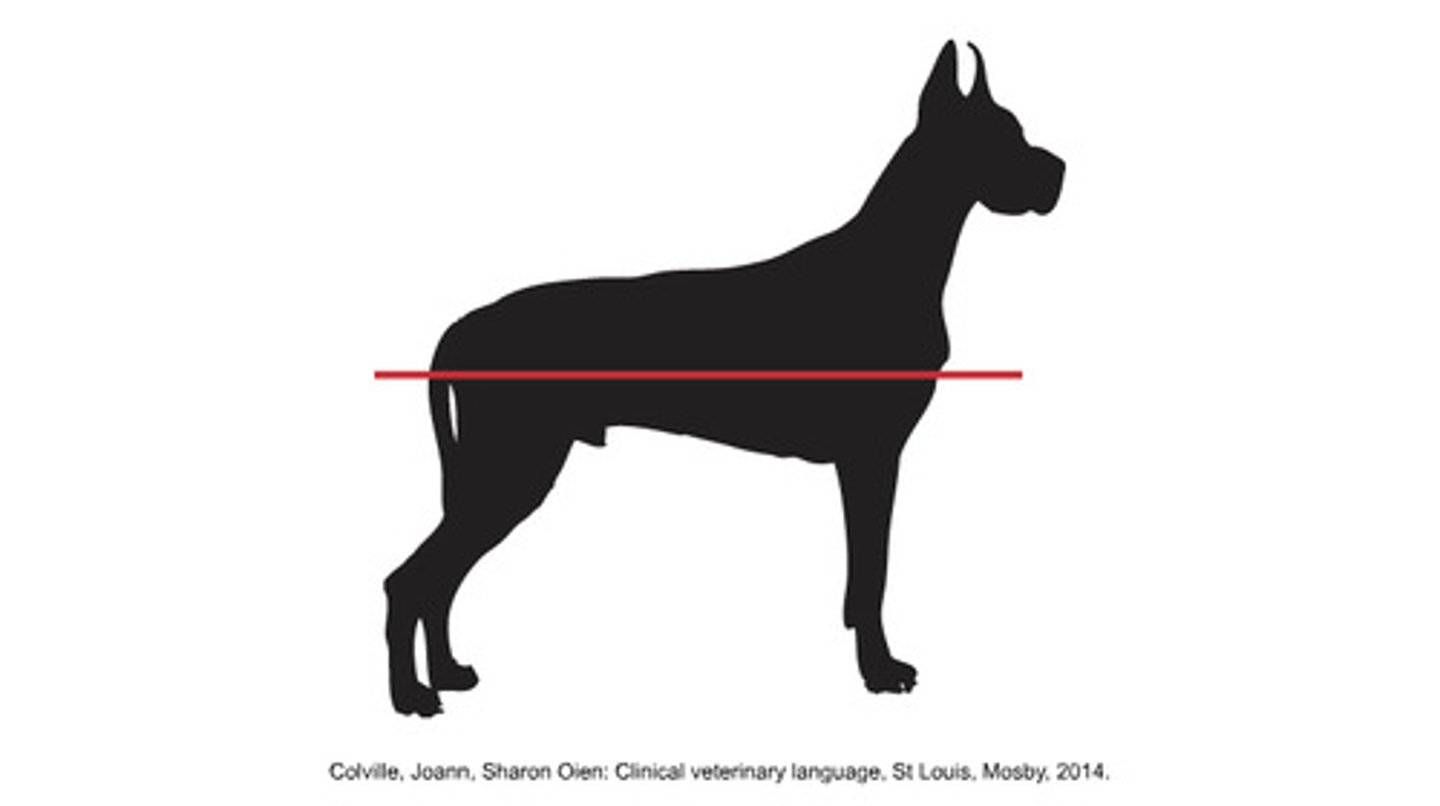 <p>Divides the body dorsally and ventrally, not necessarily in equal divisions.</p>