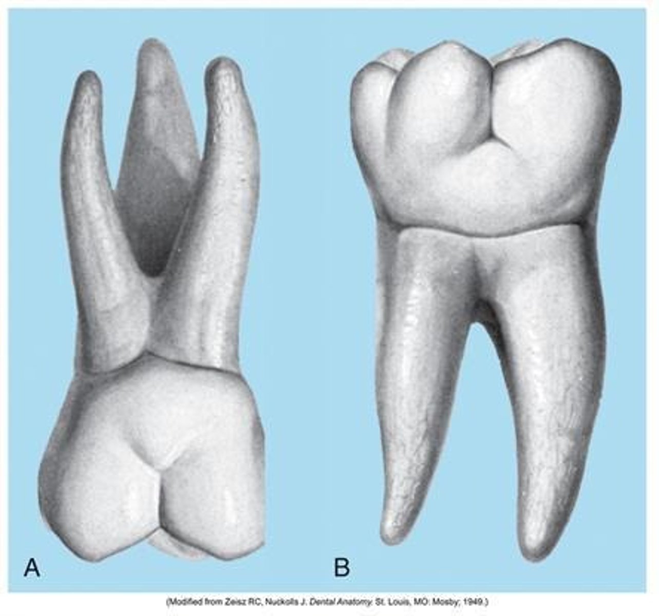 <p>They can have one, two, three, or more root canals and tend to be curved and unpredictable.</p>