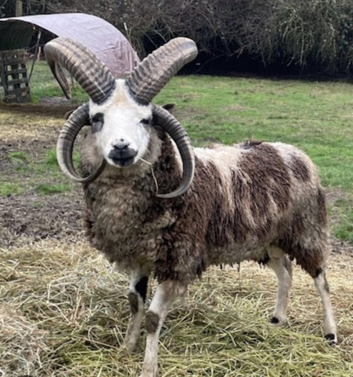 knowt flashcard image