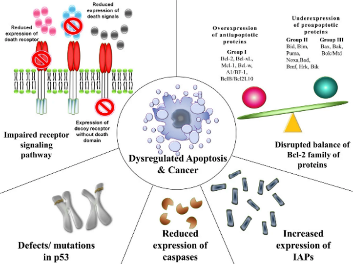 <ul><li><p><strong>Disrupted balance of pro- and anti-apoptotic proteins:</strong> E.g., overexpression of anti-apoptotic proteins (like Bcl2) or underexpression of pro-apoptotic proteins.</p></li><li><p><strong>Mutations in p53:</strong> Mutations in p53 (found in ~50% of cancers) can impair the suppression of tumours, allowing damaged cells to survive.</p></li><li><p><strong>Increased expression of IAPs:</strong> IAPs inhibit caspases, thus blocking apoptosis.</p></li></ul><p></p>