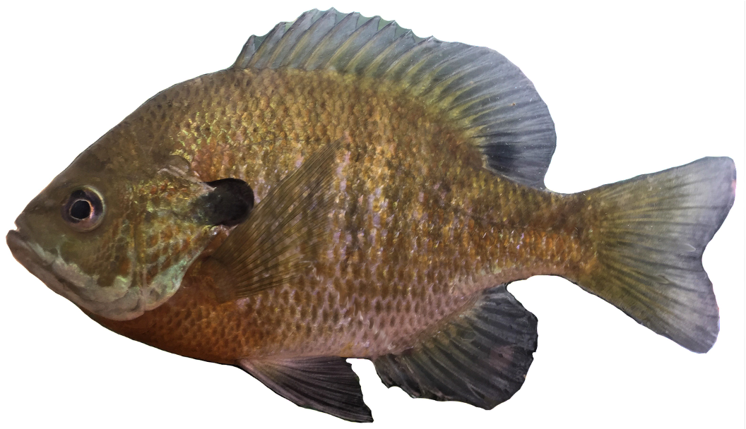 <p><span><span>Centrarchidae;</span></span></p><p>Bluegill;</p><p><span><span>Lepomis macrochirus</span></span></p>