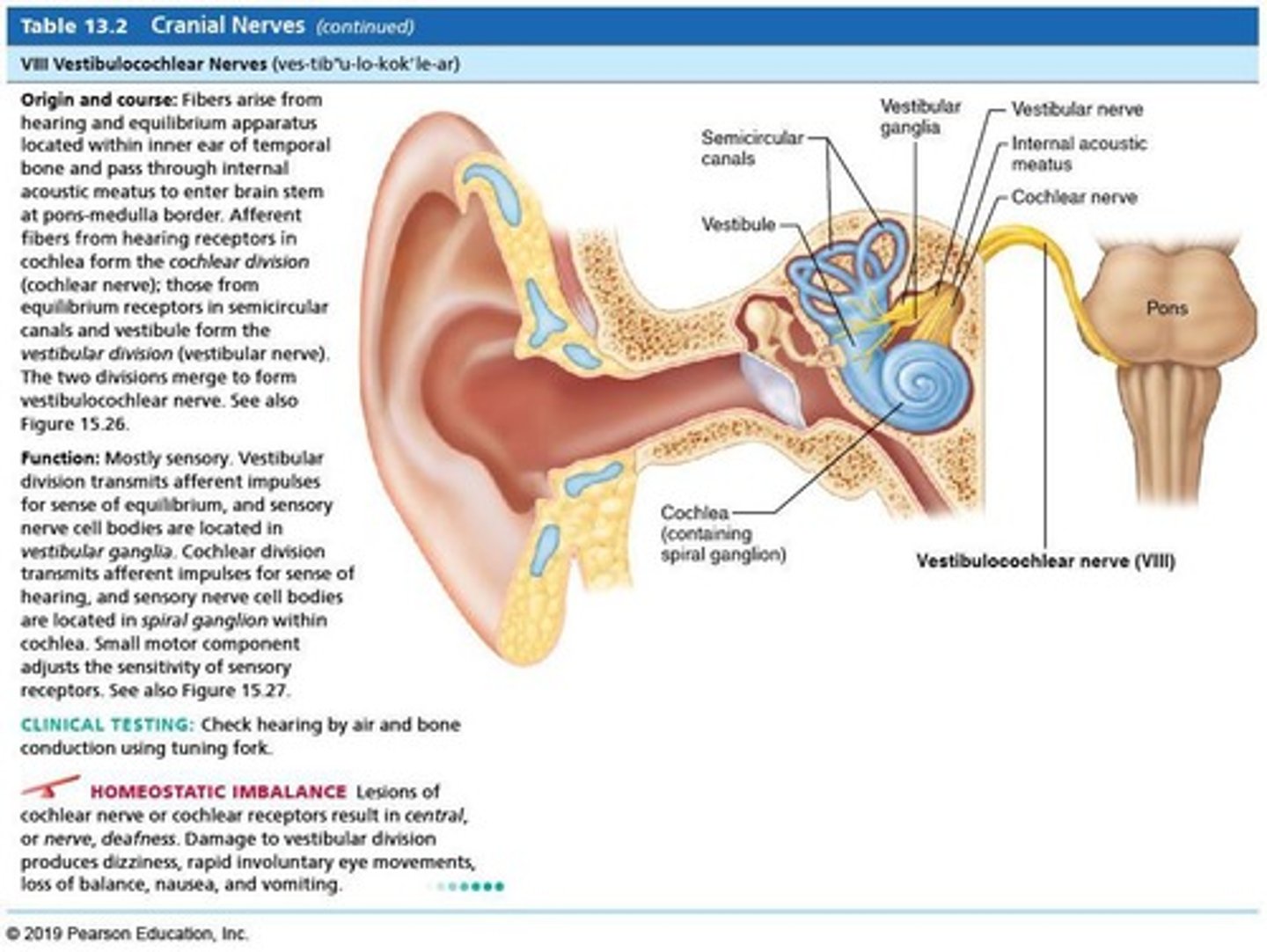 <p>Vestibulocochlear nerve.</p>