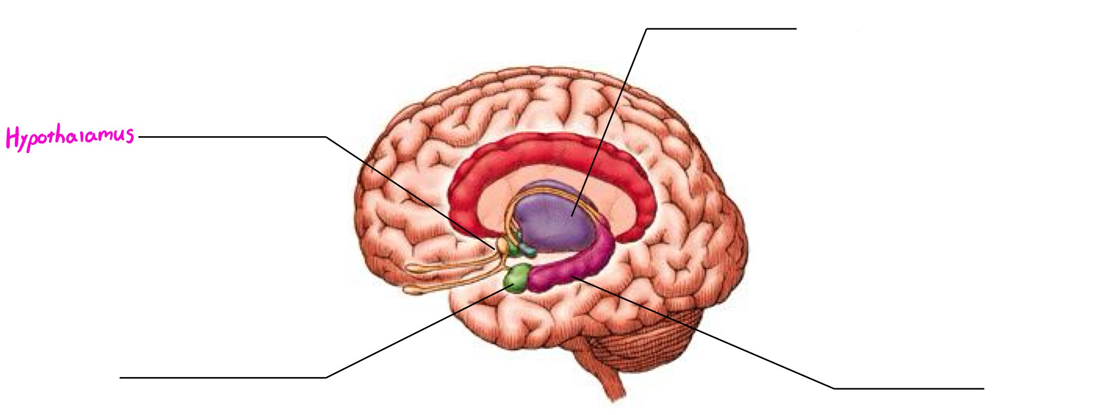 <p>Part of limbic system; peanut-sized structure; maintains homeostasis; links endocrine system to brain; involved in motivation &amp; emotional drives (hunger, thirst, sex, body temp. reg., etc.)</p>