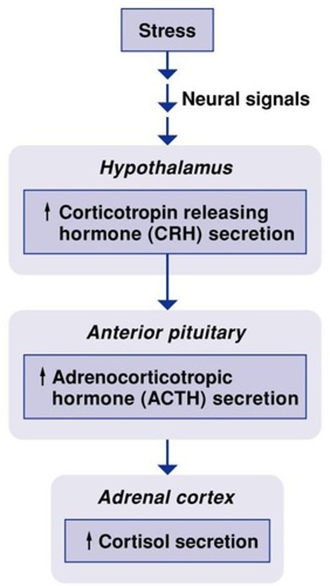 <p>The HPA axis involves the hypothalamus, pituitary gland, and adrenal cortex, regulating cortisol secretion through negative feedback.</p>