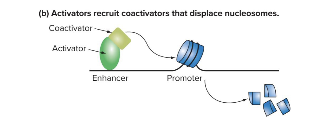 <ol><li><p>can recruit <strong>co-activators to unwrap DNA of promote</strong>r region for transcription</p></li></ol><ul><li><p>coactivators displace nucleosomes → they clear out the histones and free up the dna</p><ul><li><p>allows basal factors and rna pol to bind</p></li><li><p>bc eukaryotic dna is wrapped around histones a lot of their regulation has to do w modifying the histones</p><p></p></li></ul></li></ul><ol start="2"><li><p>can <strong>recruit basal factors and pol 2 and stabilize the interaction</strong></p></li></ol><ul><li><p>dna loops around so enhancer and promoter are across from each other</p><p></p></li></ul><p>note: is on enhancer for both mechanisms of action</p>