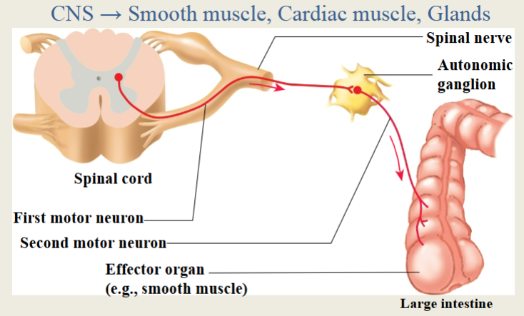 <p>Sympathetic = fight or flight</p><p>Parasympathetic = rest and digest </p>