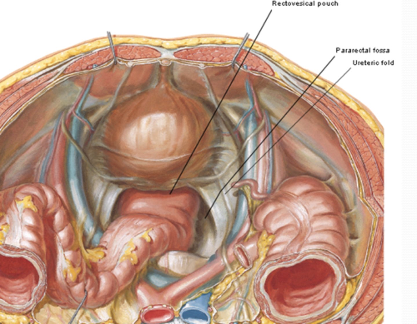 <p>Where are the Pararectal fossae (M) at? </p>