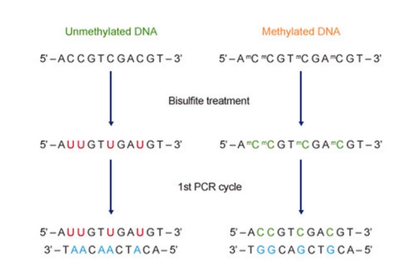 <p>Methylation-specific PCR method is based on treating DNA with SODIUM BISULFITE in order to determine its methylation pattern.<br>This leads to the deamination of CYTOSINE residues and converts them to URACIL, while 5-mC residues remain the same. The treatment generates specific changes in the DNA sequence, potentially providing single-nucleotide resolution information about the methylation status of a DNA region.</p>