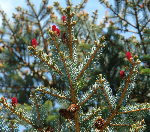 <p>(Picea rubens)</p>