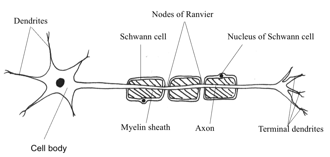 knowt flashcard image