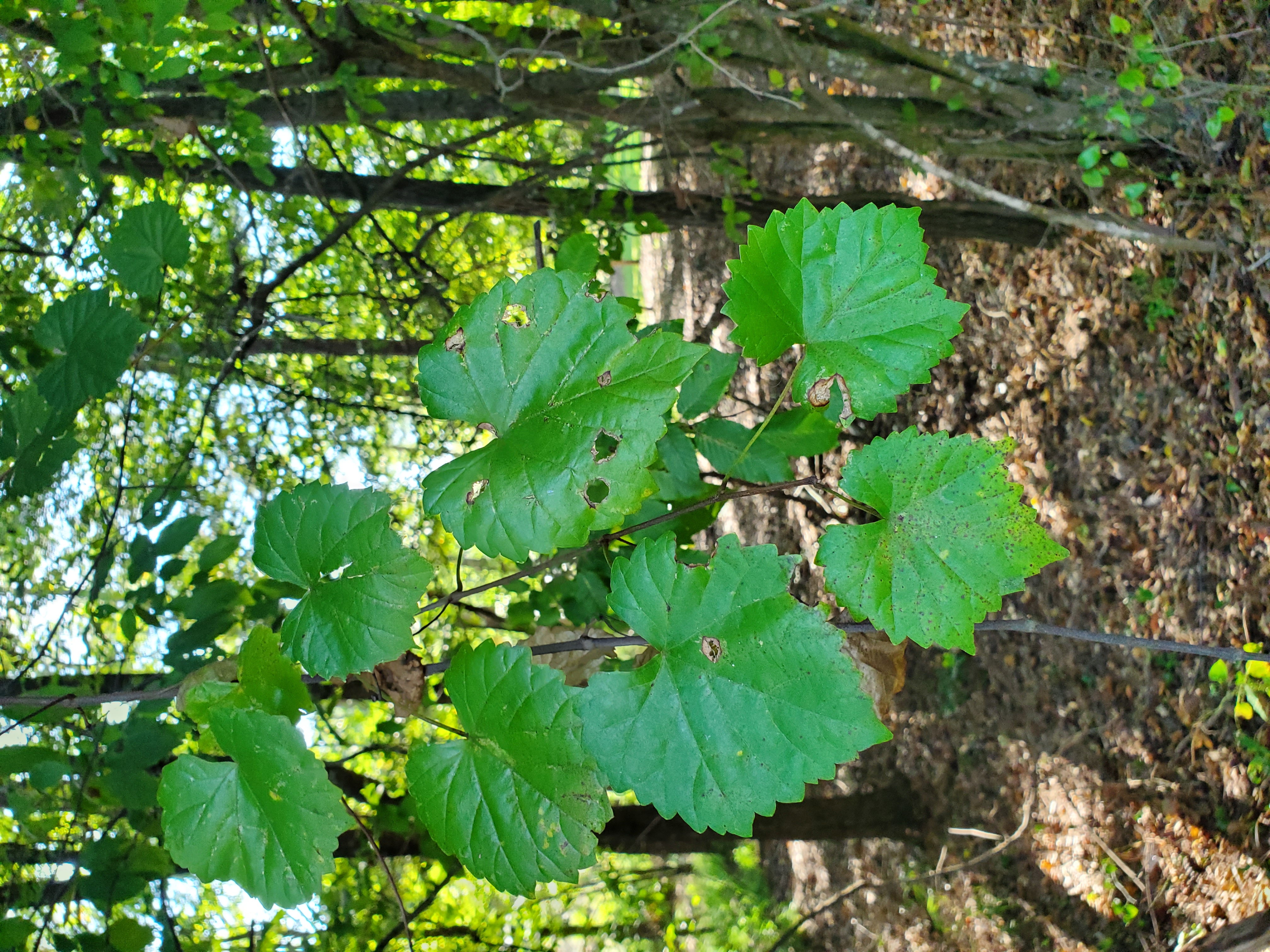 <p>What is the common name?</p>