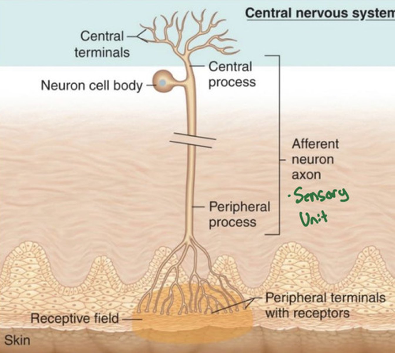 <p>-Single afferent neuron, plus all receptors associated with it</p>