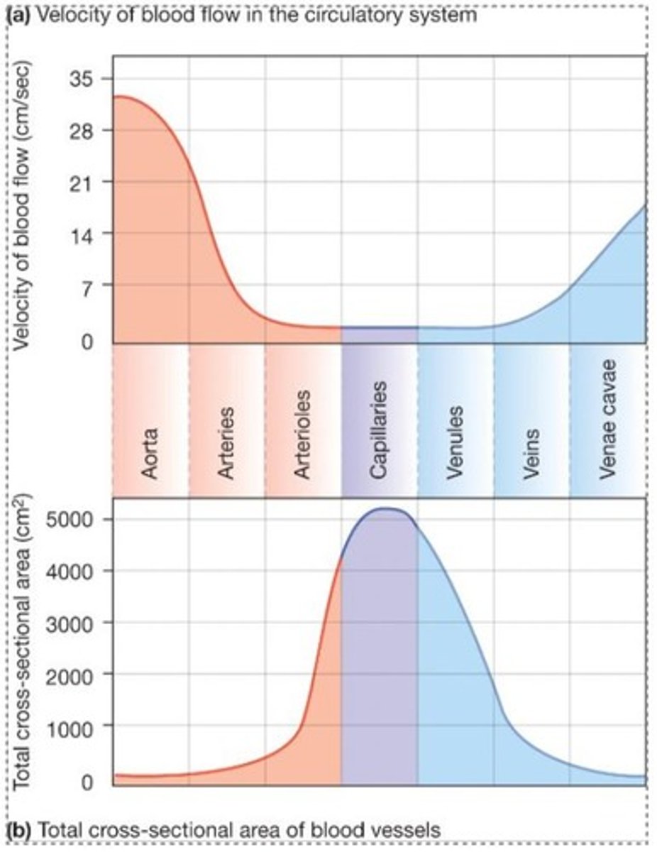 <p>Blood pressure decreases due to friction from blood vessels.</p>