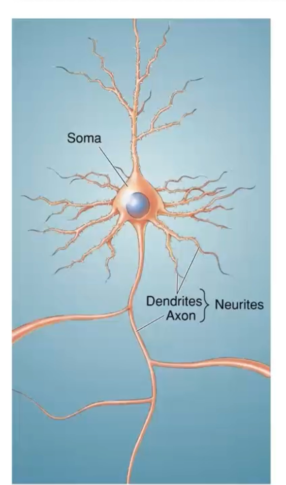 <p>Information processing cells within the nervous system, highly specialised for the conduction and transmission of electrical and chemical signals</p><p></p><p>What are the three main structural components of a prototypical neuron?</p><p>1. Cell body (soma)</p><p>2. Dendrites — receive inputs</p><p>3. Axon — conducts action potentials</p>