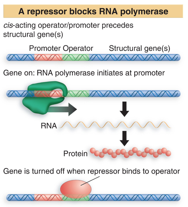 <p>regulatory proteins in active state turn “off” the expression of the gene </p><ul><li><p>binding site - operator </p></li><li><p>regulatory proteins could be repressors or aporepressors</p></li><li><p>sensitive to changes in cell environment </p></li><li><p>recognized by effector molecules </p></li><li><p>two types: their binding changes protein conformation </p></li></ul><p></p>