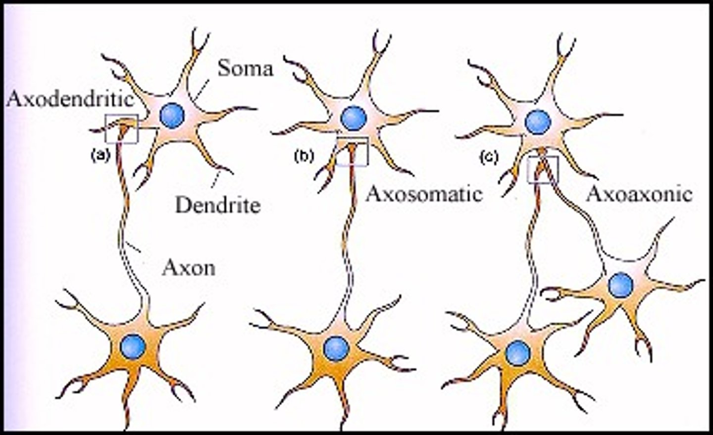 <p>axon to soma</p>