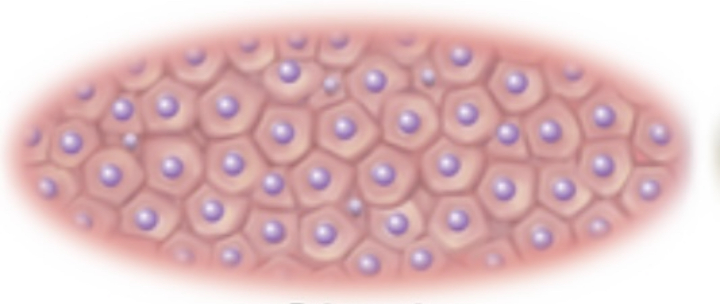 <ul><li><p>cells with <strong>irregularly angular</strong> shapes and with <strong>four</strong>, <strong>five</strong>, or more <strong>sides.</strong></p></li><li><p>Like wax cells of a <strong>honeycomb</strong></p></li><li><p>Densely packed cells in many <strong>glands</strong></p></li></ul>