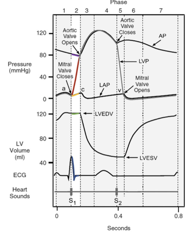 * atria relax 
* ventricles contract (systole)
* no blood is ejected = isovolumetric
* electrical activity precedes contraction - QRS complex starts 