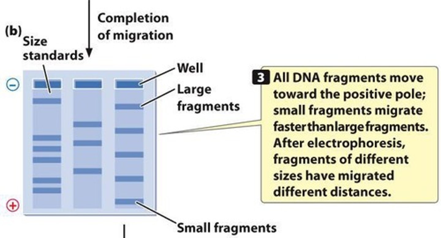 <p>To separate DNA, RNA, and protein molecules based on size and electrical charge.</p>