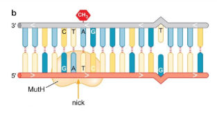 <ul><li><p>Fixed = Mismatched single nucleotide variations (insertions n deletions)</p></li><li><p>Cause of DNA lesions = replication error that escaped DNA pol proofreading</p></li><li><p>recognized by = Distortions in the DNA helix caused by mismatched bases </p></li><li><p>general steps = 1. repair enzyme recognize mismatch, 2. MutH (endonuclease) makes a nick in the unmethylated DNA strand, 3. exonuclease unwinds and degrades the nicked DNA strand until the mismatch region is reached, 4. polymerase fills in gap, 5. ligase seals nick</p></li><li><p>Most active in = S phase</p></li><li><p>Notes = decreased with cancer and aging</p></li></ul><p></p>