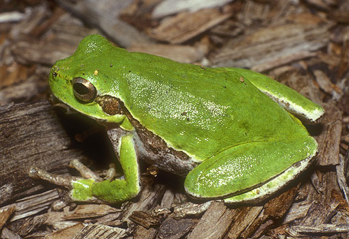 <p><strong>Amphibiens </strong></p><p><strong>Anoures = grenouilles sans queue. Attention respiration cutanée </strong>donc utilisation de <u>gants non poudrés et humidifiés.</u></p>