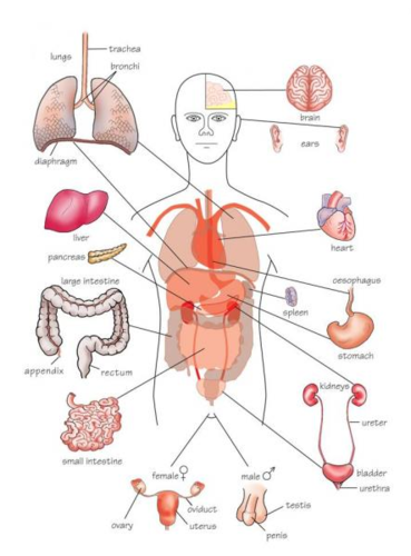 <p>A group of two or more organs working together for a specific job; e.g. the digestive system</p>