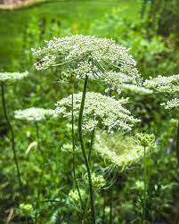 Queen Anne’s Lace